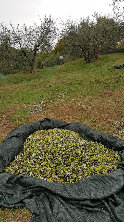 Agriturismo Sommassa Greve in Chianti Luaran gambar